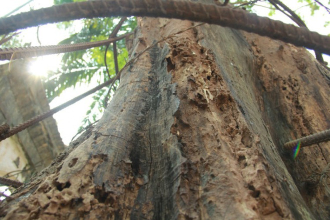 Tuy nhiên khi vận chuyển, cơ quan chức năng huyện Chương Mỹ phát hiện, tạm giữ. Đến năm 2015, UBND huyện Chương Mỹ bán đấu giá với hơn 31 tỷ đồng. Ảnh: Saostar.