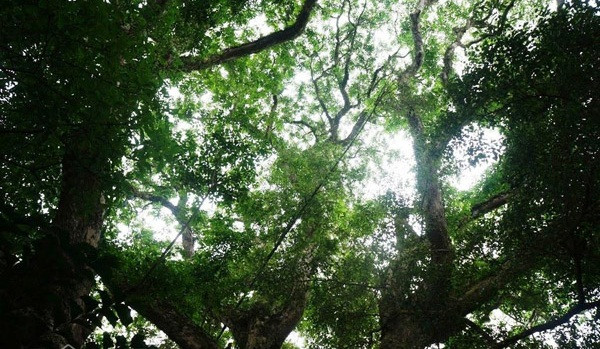 Có người đã trả giá tiền tỷ để mua lại cây sưa đỏ nhưng ông Ba không bán. Ông muốn giữ lại để người dân biết đến và chiêm ngưỡng. Ảnh: Dân Việt.