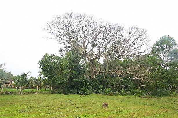 Theo ông Ba, cây sưa đỏ có chiều cao từ gốc tới ngọn khoảng 50m, đường kính khoảng 6m, tán cây tỏa ra, bao trùm khoảng đất rộng 500m2. Ảnh: ĐSPL.
