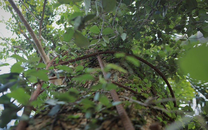 Lo lắng bị cưa trộm nên người dân làng Phụ Chính góp tiền mua sắt và dây thép gai bao quanh thân cây bảo vệ. Ảnh: Zing.