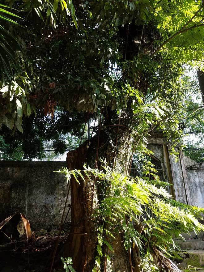 Ban đầu cây sưa có hai nhánh lớn, nhưng sau đó một nhánh bị gãy đổ và được bán theo hình thức đấu giá cho một đại gia gỗ ở Bắc Ninh giá 20,5 tỷ đồng năm 2010. Ảnh: Vietnamnet.