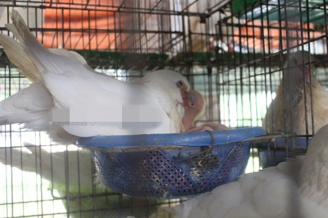 Sau khi mở rộng quy mô chuồng nuôi, đến nay, anh Hùng sở hữu 1.500 cặp chim bố mẹ. Ảnh: Dân Việt.