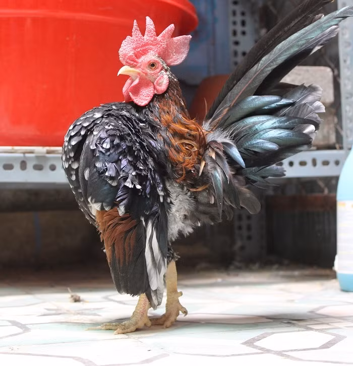 Vài năm gần đây, gà quý tộc Serama trở thành thú chơi phổ biến của giới nhà giàu Việt. Ảnh: Doisongphaply.