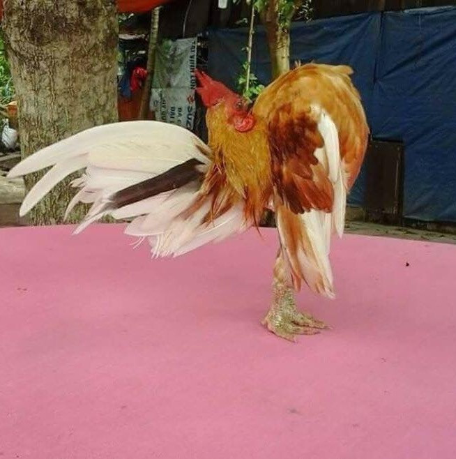 Giống gà Serama xuất xứ từ Malaysia và được lai tạo từ hơn 50 năm nay. Ảnh: Vuaga.