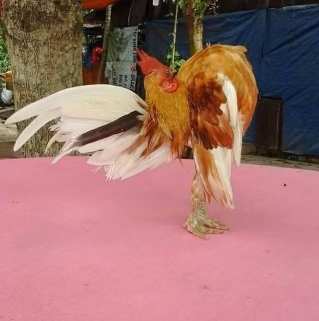 Giống gà Serama xuất xứ từ Malaysia và được lai tạo từ hơn 50 năm nay. Ảnh: Vuaga.