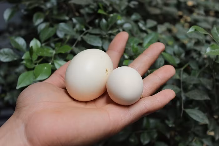 Trứng gà Serama chỉ bằng một nửa trứng gà thường. Ảnh: Doisongphaply.
