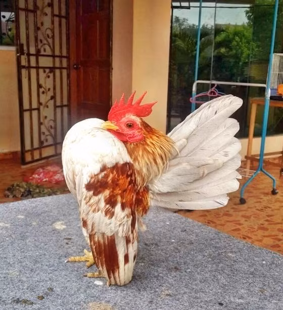 Để tạo và uốn được gà có dáng đứng ưỡn ngực về phía trước, ngay từ khi gà còn nhỏ, người nuôi phải luyện tập cho gà. Ảnh: Gacanhdep.