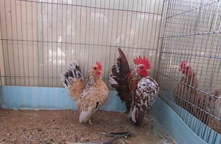 Serama là giống gà tre nhỏ nhất thế giới với trọng lượng chỉ dưới 500g. Ảnh: 5giay.