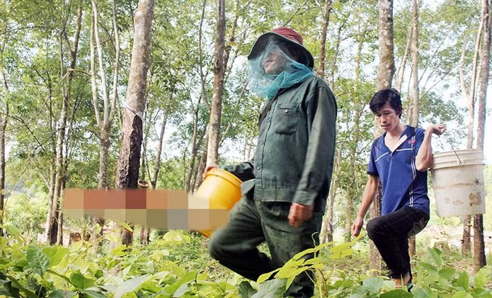 Từ tháng 3 đến tháng 6 (âm lịch) hàng năm là mùa săn mật ong rừng của người dân huyện Bù Đốp (Bình Phước). Tìm được tổ ong không dễ. Thợ săn mật ong có khi phải lặn lội cả tháng trời mới kiếm được. Ảnh: Binhphuoconline.