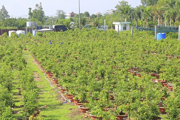 Thiết lập vườn cây công nghệ cao (trồng dưa lưới theo công nghệ trồng Isarel).