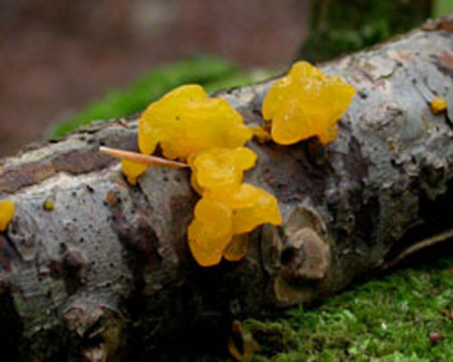 Phát triển ở vùng núi cao không người nên mộc nhĩ vàng là thực phẩm sạch hoàn toàn, không hóa chất. Ảnh: First Nature.