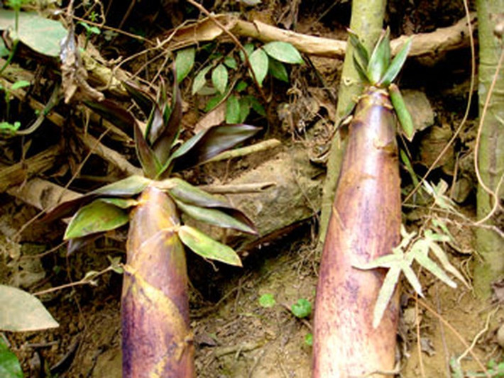 Đào măng đầu mùa vất vả như đào vàng. Người dân phải lên rừng từ 4-5h sáng, khi trời còn mù mịt sương, giá rét thấm vào da thịt. Ảnh: Baodansinh.