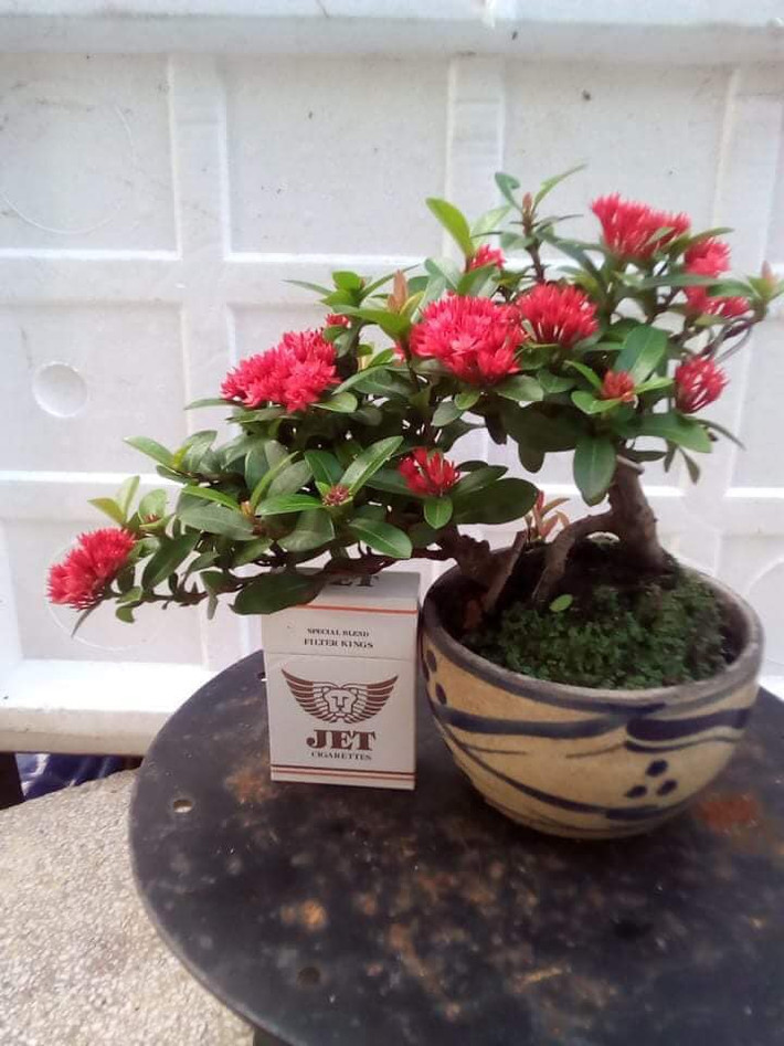 Bonsai mẫu đơn bông trang lá nhỏ có giá gần 1 triệu đồng. Ảnh: FB Kiengbonsaidep.