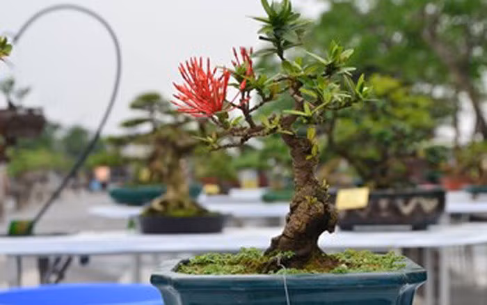  Bonsai mẫu đơn mini ra hoa rực rỡ. Ảnh: VOV.