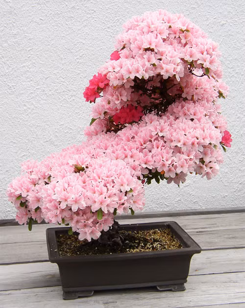 Mẫu đơn chi chít hoa từ gốc đến ngọn. Ảnh: Printest.