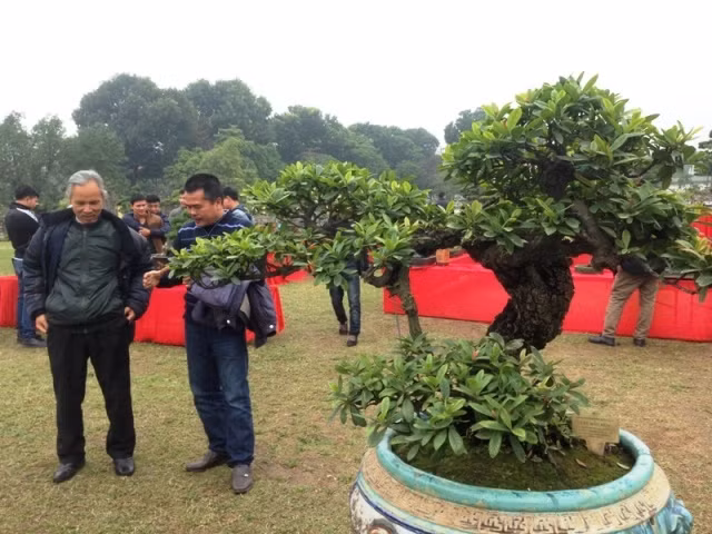 Tác phẩm mẫu đơn cổ thụ hiếm thấy từng được khách trả tới 8.000 USD. Ảnh: Vietnamnet.