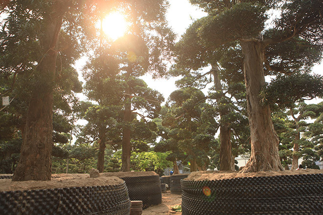 Được biết đây là những cây tùng la hán có xuất xứ từ Nhật Bản và có giá trị nhiều tỷ đồng.