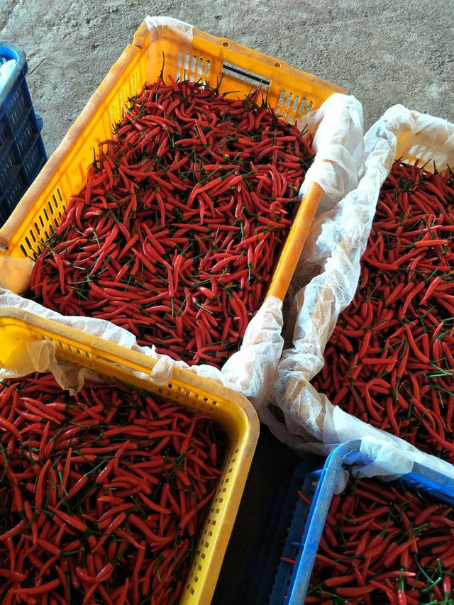 Ớt xuất khẩu được tuyển chọn kỹ, đều nhau về kích thước.