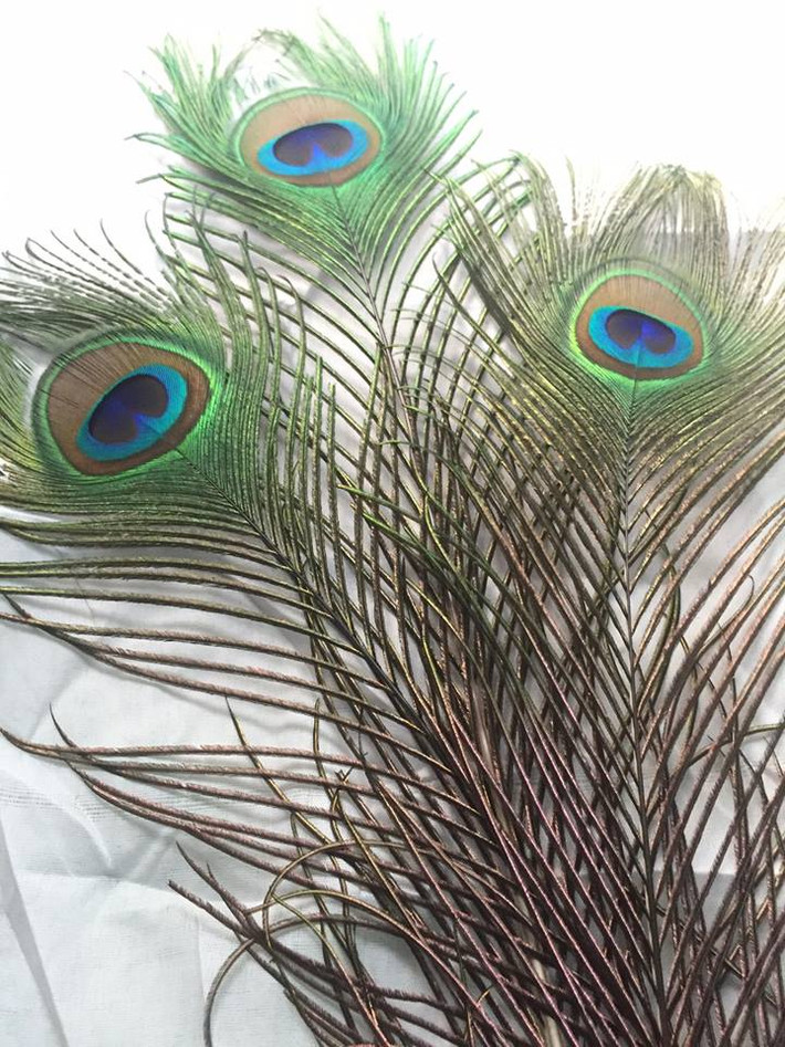 Giá bán mỗi cọng lông công này dao động từ 20.000 - 30.000 đồng, tùy thuộc vào độ dài của sản phẩm. Ảnh: FB Lông Công Ấn Độ.