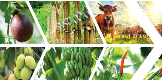 Trong thông điệp gửi tới cổ đông và nhà đầu tư khi công bố báo cáo thường niên năm 2017, bầu Đức khẳng định lĩnh vực kinh doanh cốt lõi của HAGL năm 2018 là ngành trồng trọt. Ảnh: HAGL.