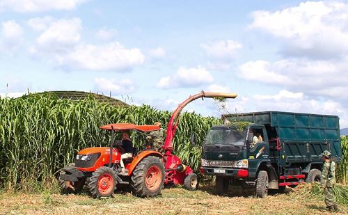 Để đảm bảo sức khỏe, tăng trưởng cho đàn bò, HAGL chủ động 100% nguồn thức ăn cho bò đó là trang trại trồng cỏ, trồng bắp. Ảnh: Giaoduc.