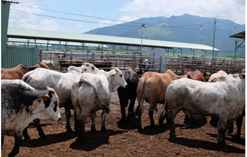 Giữa năm 2014, HAGL từng công bố dự án nuôi bò công nghệ cao với tổng vốn khoảng 6.300 tỷ đồng, ở cả 3 nước là Việt Nam, Lào và Campuchia. Ảnh: HAGL.
