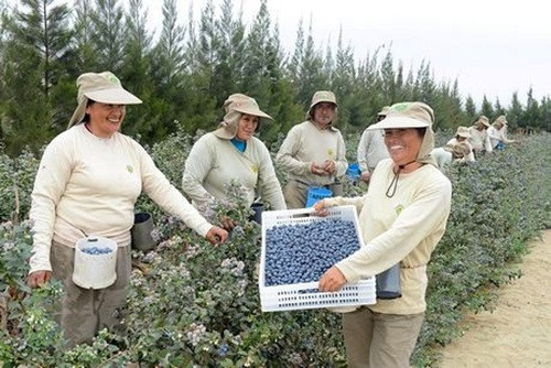 Sản lượng việt quất xuất xưởng ở Peru lên tới 47.550 tấn trong mùa vụ 2017-2018. Ảnh: FreshPlaza.