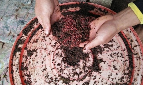 Hiện, Quyết đang nuôi hơn 20m2 giun quế. Mỗi ô nuôi có diện tích 4m2. Ảnh: Dân Việt.