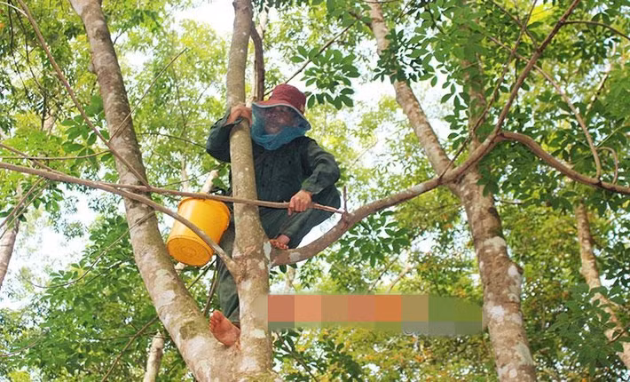 Nếu may mắn gặp tổ ong lớn, người thợ săn có thể kiếm 3-4 triệu mỗi ngày. Ảnh: Binhphuoconline.