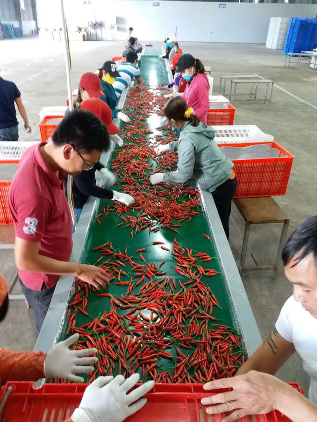 Bên trong nhà máy chế biến ớt của HAGL Agrico.