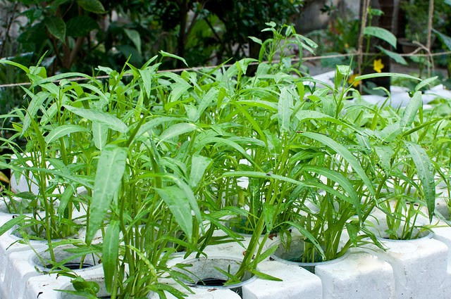 Khi hạt phát triển thành cây hai lá mầm thì chuyển vào các khay chứa dung dịch thủy canh để tiện cho việc chăm sóc. Ảnh: Vuonrausach.