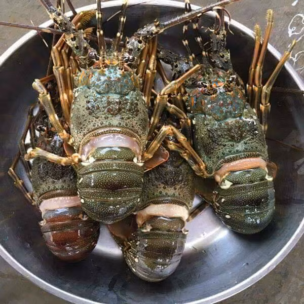 Loại tôm này tươi ngon, ngọt dai, thịt chắc, hương vị không kém nhiều loại tôm hùm kích thước lớn. Ảnh: Daohaisan.