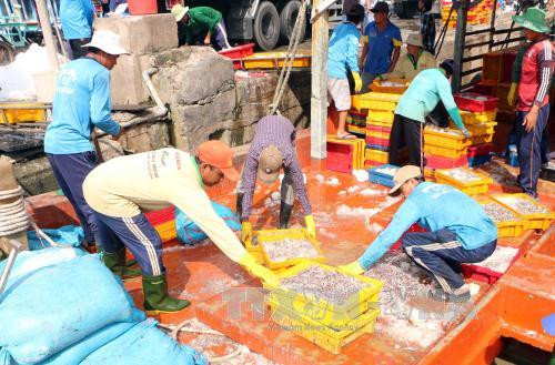 Tại Sóc Trăng, không khí tại cảng cá Trần Đề sáng 8/2 nhộn nhịp với hàng chục con tàu khai thác cá cơm. Ảnh: TTXVN.