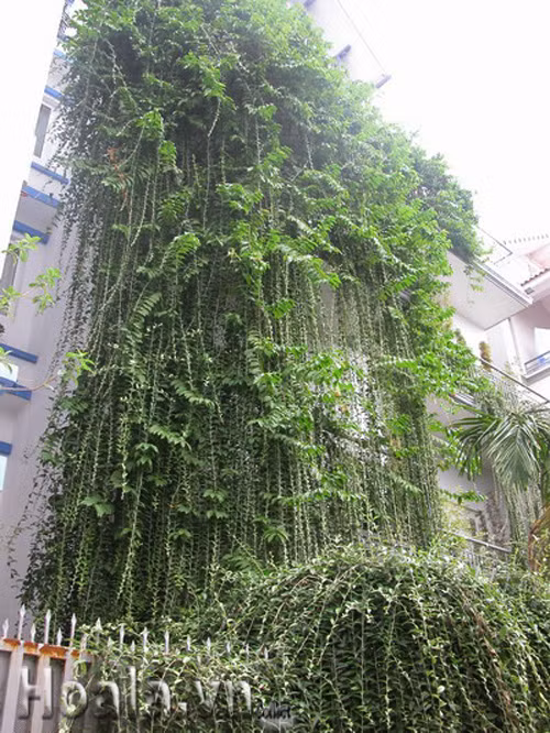 Bao phủ những lớp cây dày đặc bên ngoài tường phía Tây là một giải pháp chống nóng hiệu quả. Ảnh: Hoala.