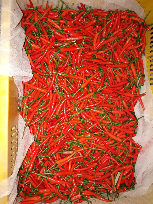 Ớt được phân loại và đóng gói.