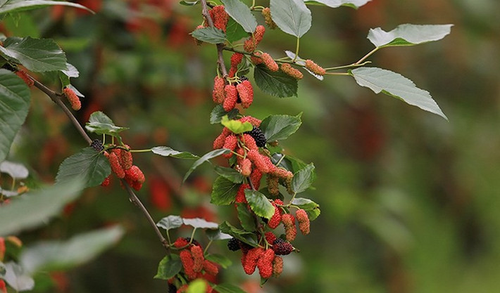 Nếu như năm trước giá dâu tằm bán cho đại lý từ 10.000 đồng đến 12.000 đồng/kg thì năm nay giá dao động từ 18.000 đến 20.000 đồng/kg, mang lại nguồn thu nhập khá cho chủ vườn. Ảnh: Infonet.