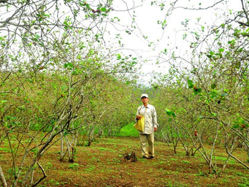 Từ những gốc dâu cong queo đầu tiên, đến nay ông Quốc sở hữu vườn dâu rộng 2 ha. Ảnh: Baoquangtri.