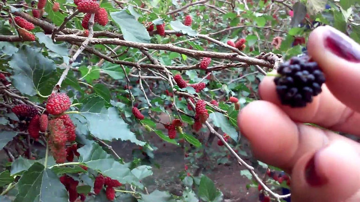 Với giá bán lẻ bình quân 40.000 đồng/kg, sau khi trừ chi phí, gia đình ông Thuận lãi gần 100 triệu đồng/năm. Ảnh: Youtue.