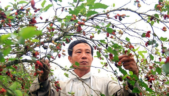 2.000 gốc dâu tằm cao quá đầu người của ông Quốc mỗi năm cho thu hái khoảng 6 tấn quả, thu về 300 triệu đồng. Ảnh: Dân Việt.