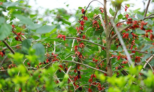 Theo cô Hải (chủ vườn dâu tằm ở làng Phúc Đức, xã Sài Sơn, huyện Quốc Oai, Hà Nội), năm nay dâu tằm mất mùa nên giá tăng gấp đôi so với năm ngoái. Ảnh: Infonet.