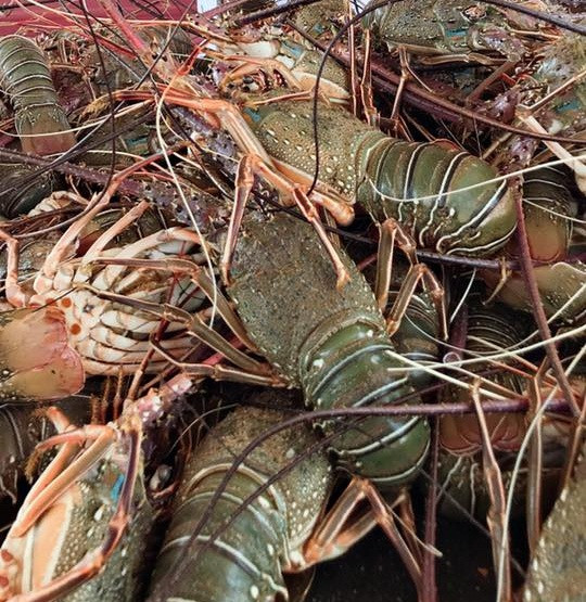 Tôm hùm Angola khá phổ biến ở vùng Angola, châu Phi. Ảnh: FB Vithihang Vihang.