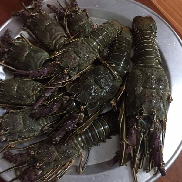 Tôm hùm Angola có kích thước khá lớn, trung bình 2-3 con/kg. Ảnh: Facebook.