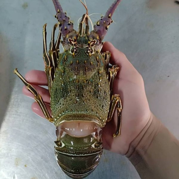 Cá biệt có những con nặng tới 1,6 kg. Ảnh: Daohaisan.