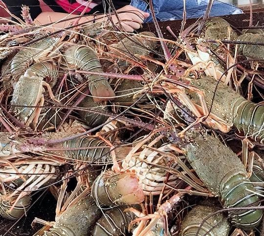 Mặc dù là tôm tươi sống nhưng do đường xa nên các cửa hàng chọn kỹ rồi cấp đông nhanh. Ảnh: FB Vithihang Vihang.