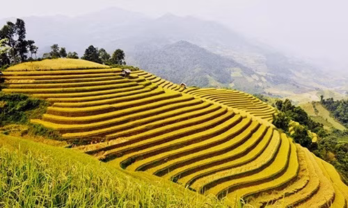 Tour Hà Nội - Điện Biên, Hà Nội - Mù Cang Chải 3 ngày 2 đêm dịp 2/9 có giá dao động từ 2,3 - 2,7 triệu đồng. Một số đơn vị lữ hàng còn giảm giá 10% để thu hút lượng khách. Ảnh: VietSense Travel.