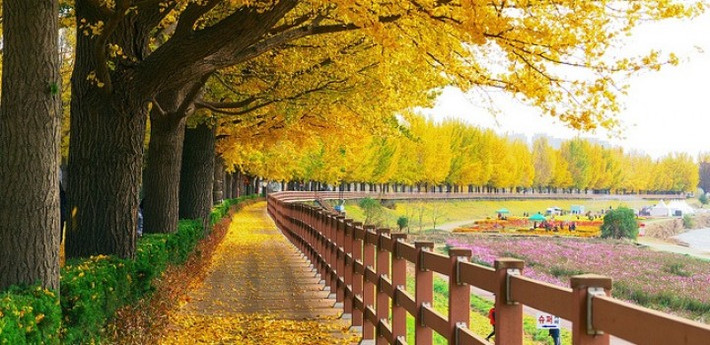 Ngoài ra, tháng 9 cũng là thời điểm lý tưởng để khám phá vẻ đẹp của mùa thu Hàn Quốc. Ảnh: Sohatravel.