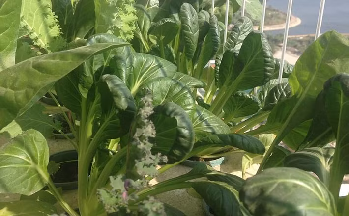 Rau bina còn gọi là cải bó xôi trồng bằng cách ngâm hạt, gieo trồng thành cây non. Khi cây có từ 4 đến 5 lá thì đặt cây non vào rọ nhựa thủy canh và đưa lên hệ thống giàn trồng. Ảnh: Lisado.