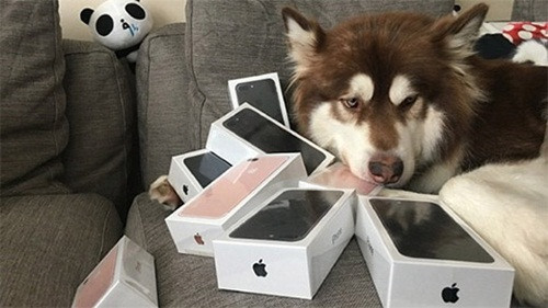 Một tỷ phú Trung Quốc còn vung tiền mua 8 chiếc iPhone 7 vừa ra mắt dành tặng cho cún cưng. Ảnh: Sina.