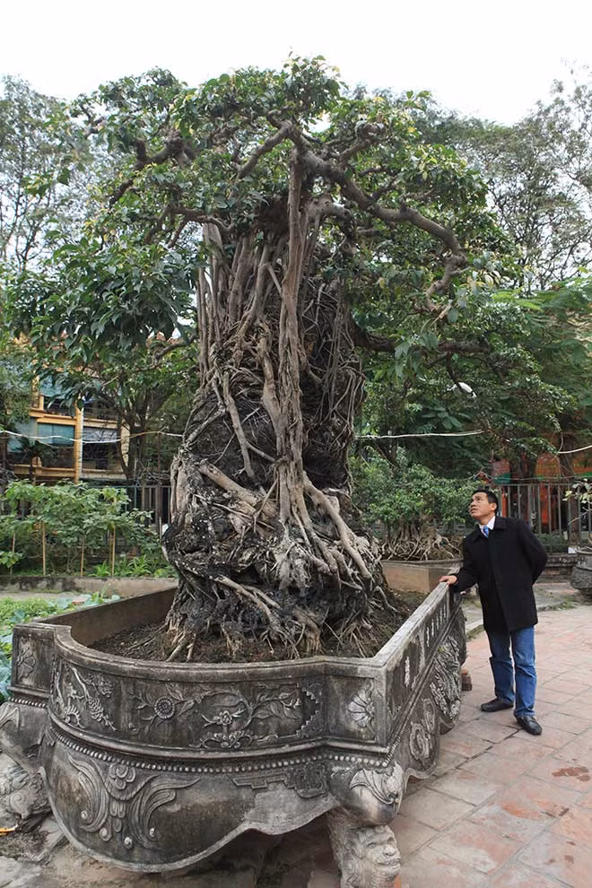 “Thời điểm mua cây sanh này tôi phải đổi 8 lô đất ở Hà Nội, nếu quy đổi giá trị hiện tại phải vài triệu đôla, tôi mua cây cách đây gần 20 năm”, chủ nhân của cây sanh cho biết.