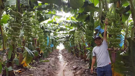 Như vậy, HAGL Agrico đã tăng diện tích trồng chuối thêm 1.007 ha đồng thời giảm 1.100 ha trồng ớt so với kế hoạch sử dụng vốn từ đợt chào bán trái phiếu chuyển đổi ra công chúng. Ảnh: Dân Việt.
